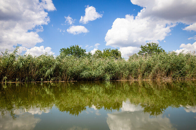 Що знайшли у поверхневих водах, у Підгородному?