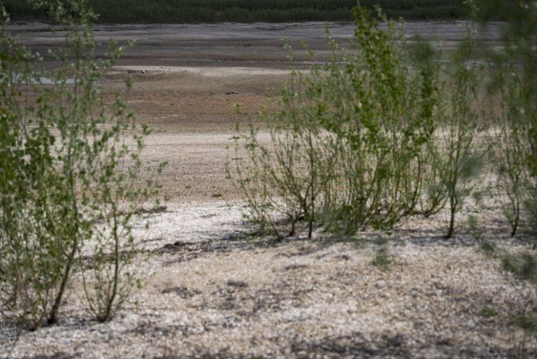 На дні колишнього Каховського моря живуть дикі кабани