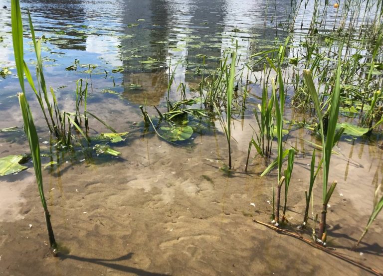 Студенти ДДАЕУ вчаться моніторити воду