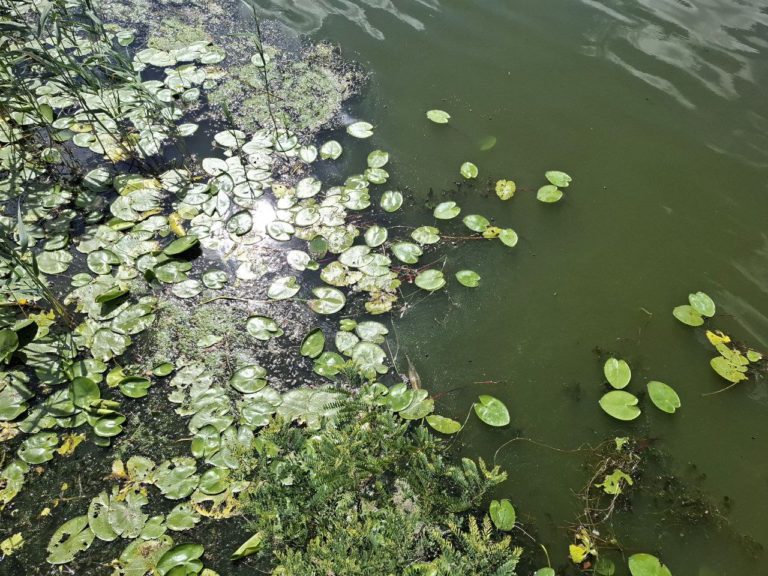 Інформація щодо результатів аналізу якості води річки Дніпро на території міста Дніпро за 01.08.2025